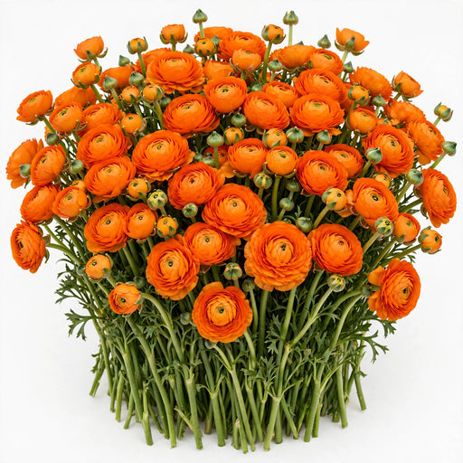 The Ranunculus Collection - Ranunculus Orange 30-40CM (100 STEMS / BX)