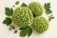 Hydrangea Classic Cannon Ball 50CM 16CM - Green - 40 Stems