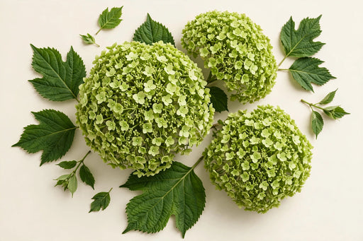 Hydrangea Classic Cannon Ball 50CM 16CM - Green - 40 Stems