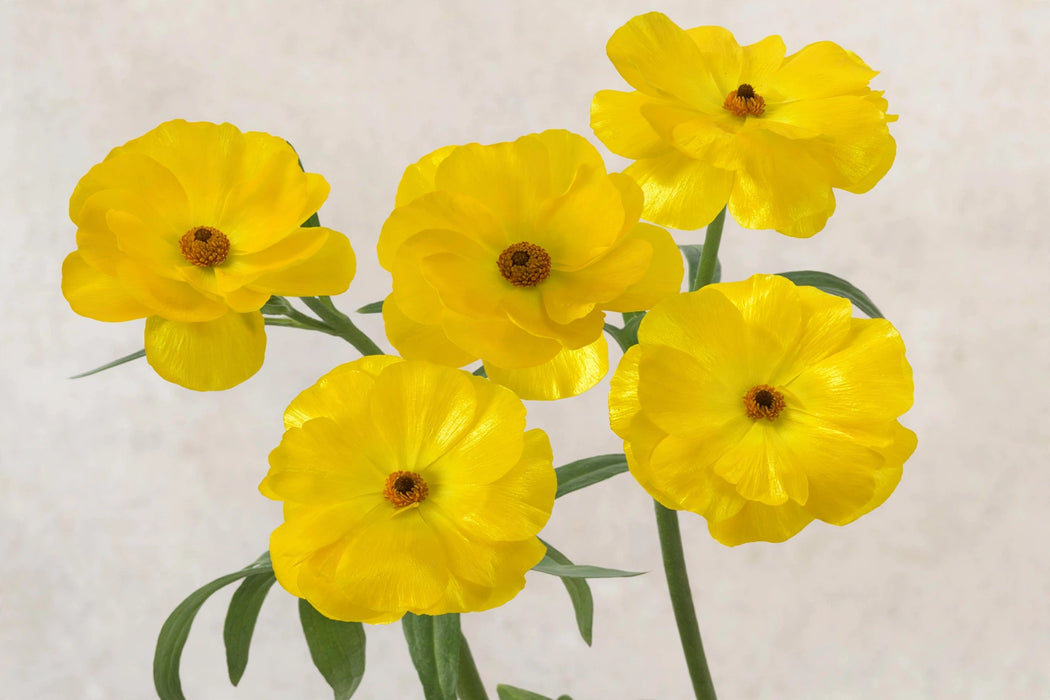 Ranunculus Flower Collection - Butterfly Ranunculus Phytalos Yellow 40-50CM (120 STEMS / BX)