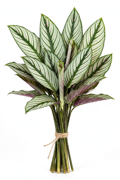 Calathea White Star - 20 Bunches/Box