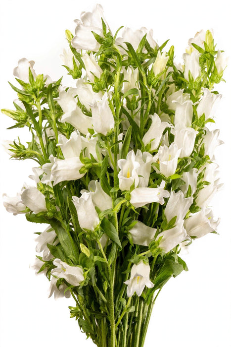 Next Day Delivery - CAMPANULA MEDIUM CHAMPIONS WHITE 60cm 10st - White - 100 Stems [LIMITED]