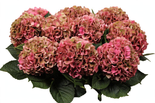Hydrangea Classic Glowing Alps Pink 60CM 18CM - Bicolor Pink/Green - 20 Stems
