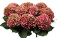 Hydrangea Classic Glowing Alps Pink 60CM 18CM - Bicolor Pink/Green - 30 Stems