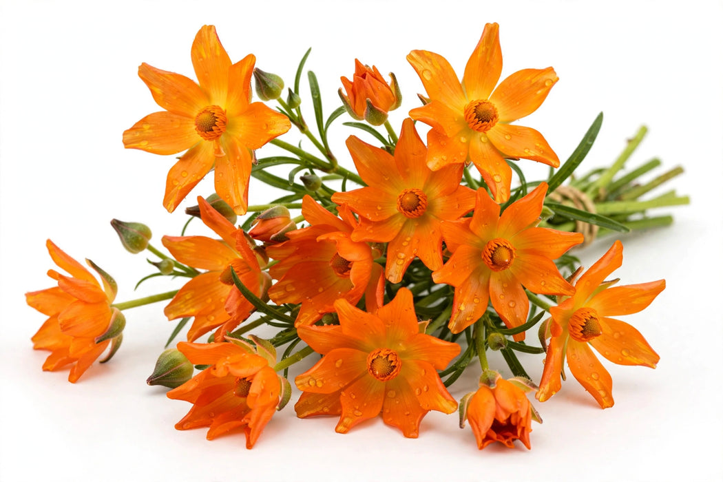 Ranunculus Flower Collection - Butterfly Ranunculus Charis Orange 40-50CM (120 STEMS / BX)