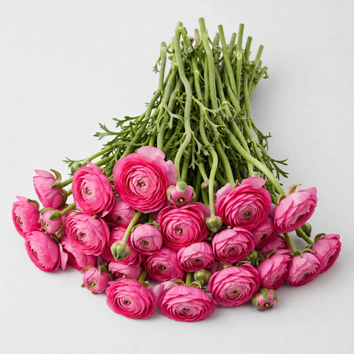 The Ranunculus Collection - Ranunculus Hot Pink 40-50CM (100 STEMS / BX)