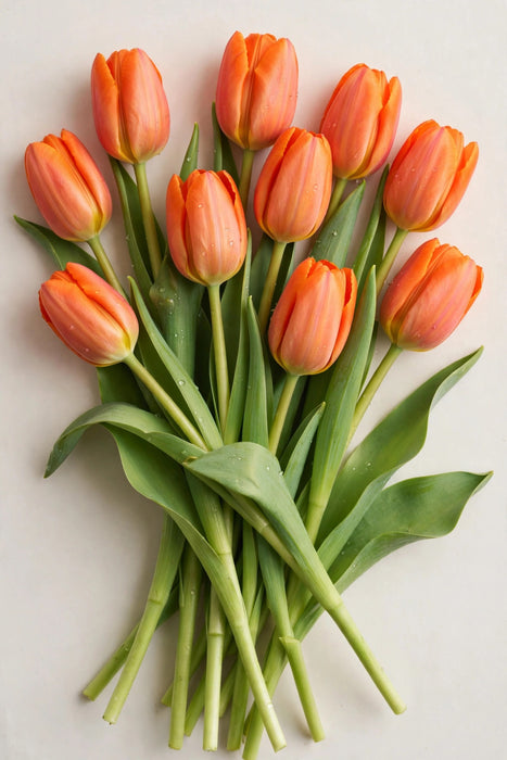 Tulip Collective - Time Out 37cm 50gr (50 STEMS / BX)