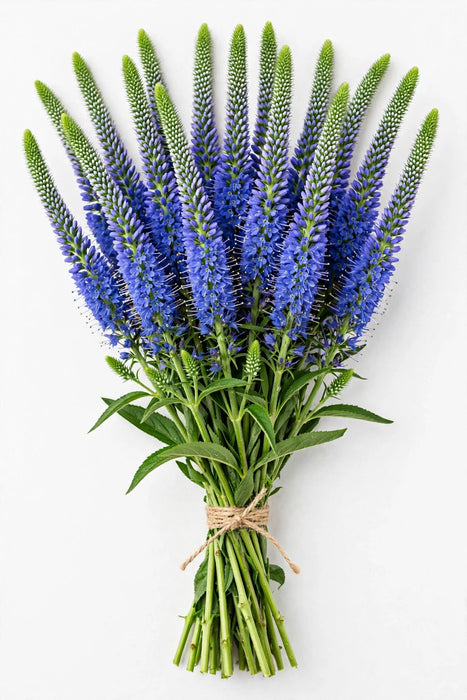 Veronica Splash Blue 60cm - 10 Bunches/Box