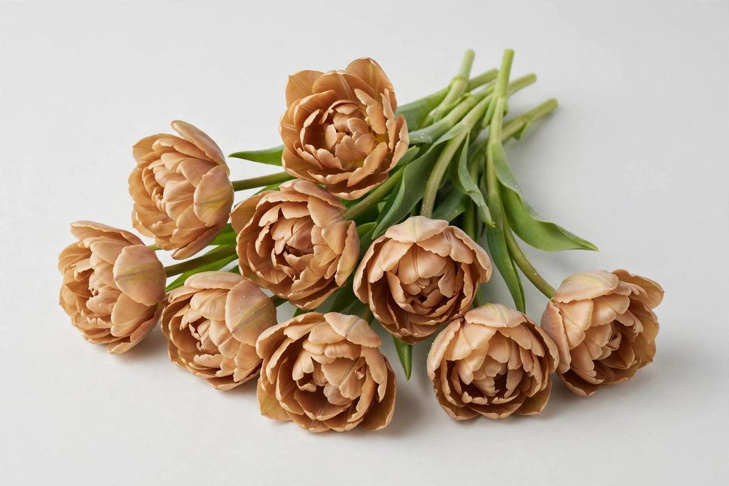 Tulip Collective - Dyed Double Soft Caramel 37cm 35gr (50 STEMS / BX)