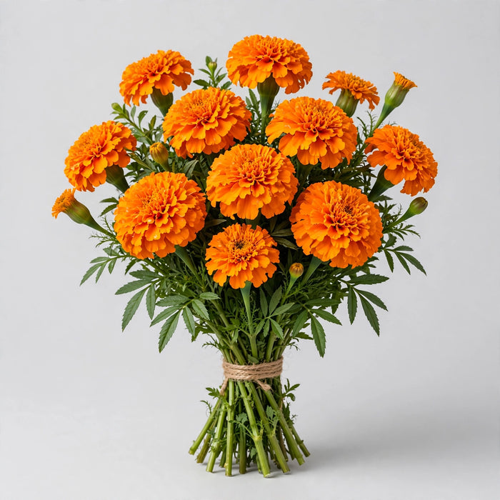 African Marigolds Orange 10BU/BX