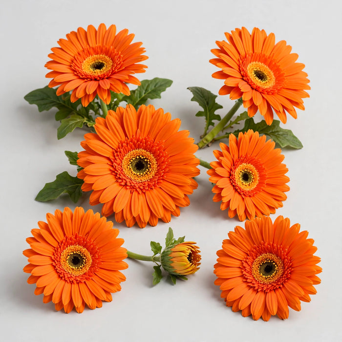 Gerberas Orange 60ST/BX