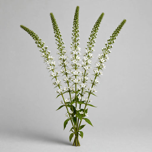 Lysmachia 60CM White 12BU/BX