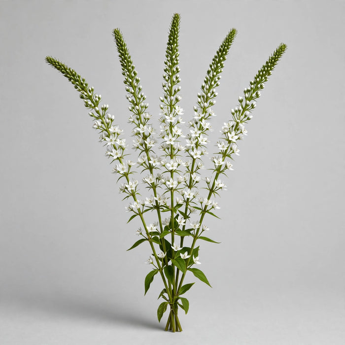 Lysmachia 60CM White 12BU/BX