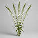 Lysmachia 60CM White 12BU/BX