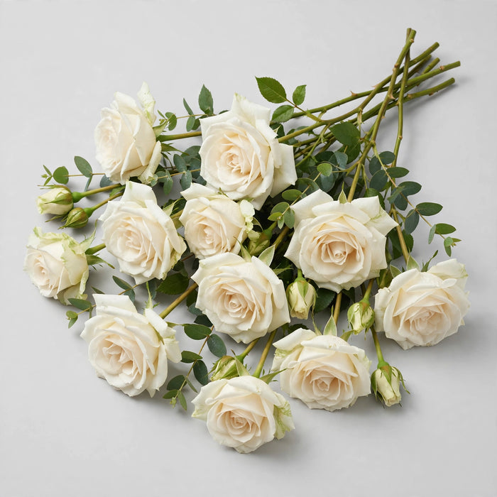 Roses Vendela 50CM 100ST/BX