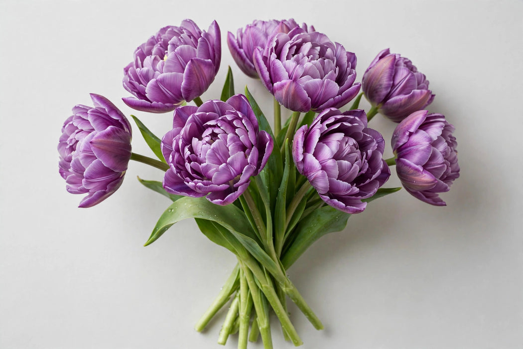 Tulip Collective - Dyed Double Purple 37cm 35gr (50 STEMS / BX)