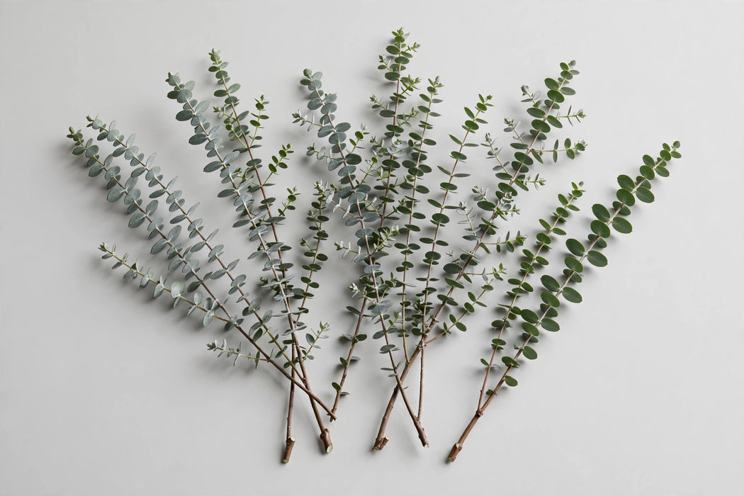 Next Day Delivery - Bonsai Euc. 10 BU/BX
