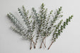 Next Day Delivery - Bonsai Euc. 10 BU/BX