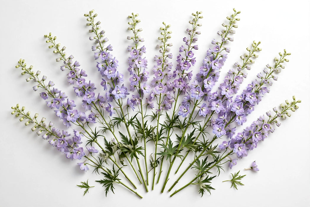 Next Day Delivery - DELPHINIUM ELATUM HIGHLANDER MISTERY SENSATION 90cm 10st - Light Lavender - 100 Stems [LIMITED]