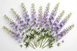 Next Day Delivery - DELPHINIUM ELATUM HIGHLANDER MISTERY SENSATION 90cm 10st - Light Lavender - 100 Stems [LIMITED]