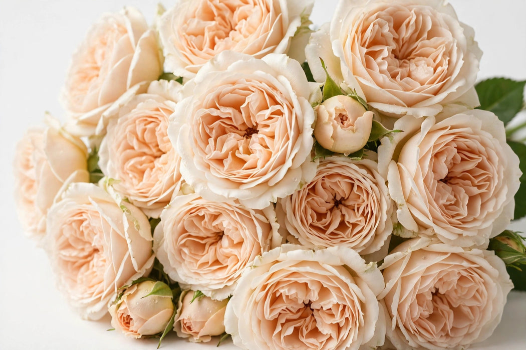 Next Day Delivery - ROSE CREAM JULIET 40cm 5cm 12st - Cream - 48 Stems [LIMITED]