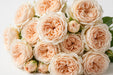 Next Day Delivery - ROSE CREAM JULIET 40cm 5cm 12st - Cream - 48 Stems [LIMITED]
