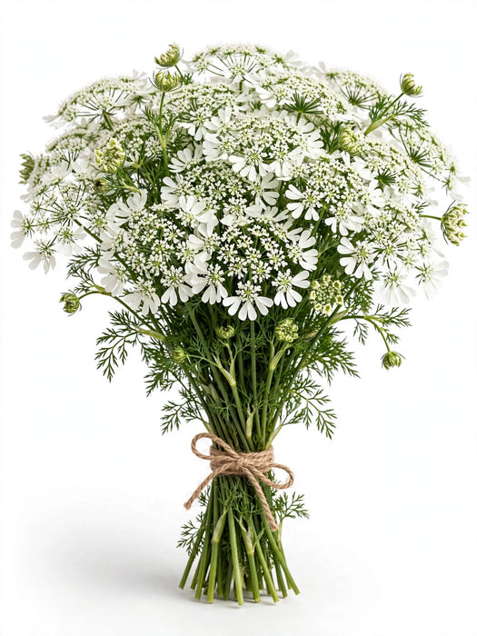 Orlaya - 12 Bunches/Box