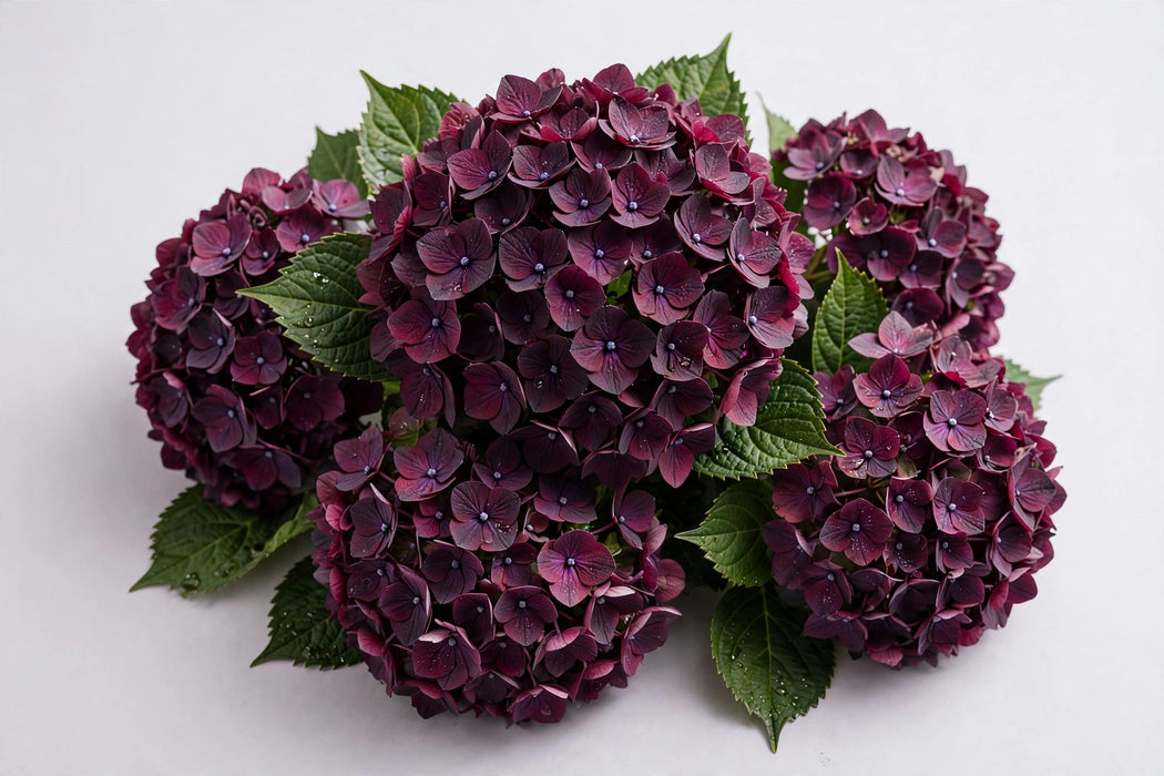Hydrangea Classic Magical Dark Ruby Purple/burgundy 60CM 18CM - 30 Stems