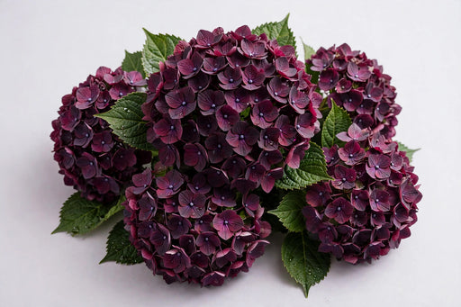 Hydrangea Classic Magical Dark Ruby Purple/burgundy 60CM 18CM - 30 Stems