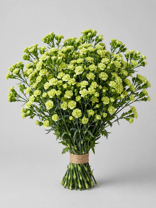 Mini Carnation Green - 15 Bunches