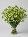 Mini Carnation Green - 15 Bunches