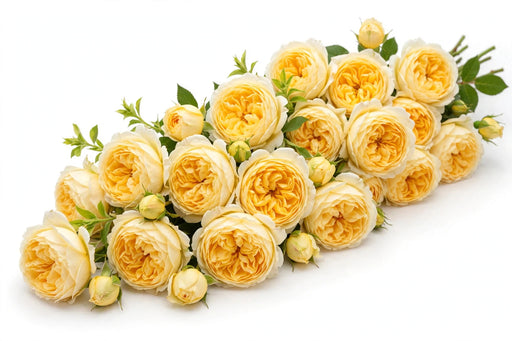 Next Day Delivery - ROSE ANTONIA GARDENS 50cm 5cm 25st - Yellow - 100 Stems [LIMITED]