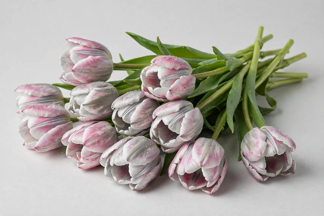 Tulip Collective - Dyed Gipsy Grey 37cm 35gr (50 STEMS / BX)