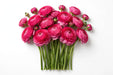 Next Day Delivery - RANUNCULUS HOT PINK 35cm 10st - Hot Pink - 120 Stems [LIMITED]