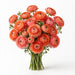 Next Day Delivery - RANUNCULUS CORAL 35cm 10st - Coral - 120 Stems [LIMITED]