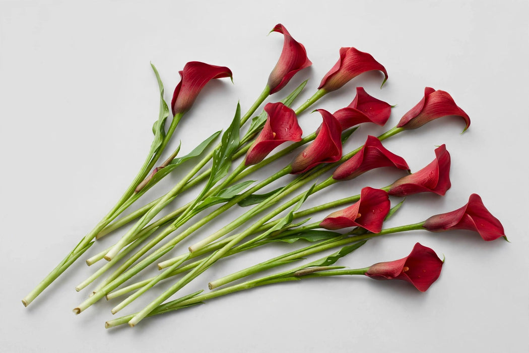 Next Day Delivery - Calla Lily Mini Red 45CM 100ST/BX