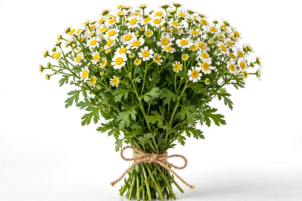 Fever Few - 12 Bunches/Box