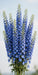 Next Day Delivery - DELPHINIUM CANDLE BLUE 95cm 10st - Blue - 50 Stems [Limited]