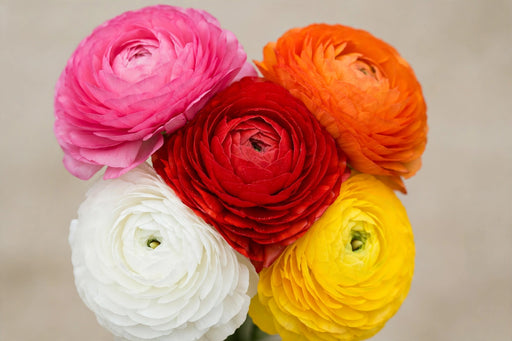Ranunculus Flower Collection - Ranunculus Assorted 30 Hot Pink + 20 Orange + 30 Red + 10 White +30 Yellow 50-60CM (120 STEMS / BX)