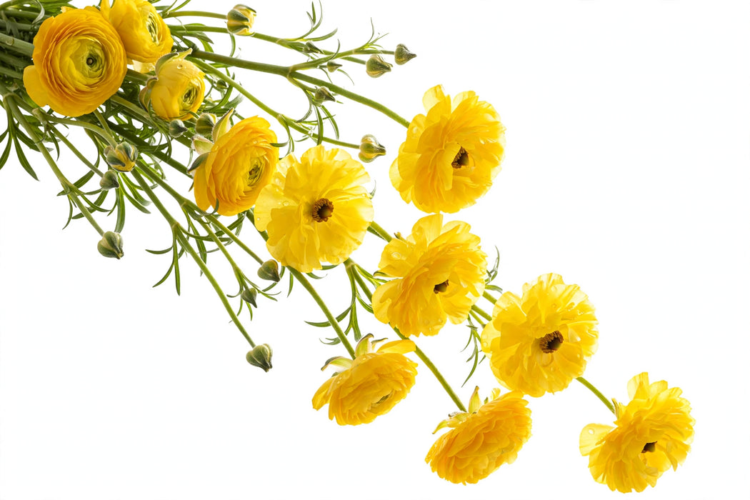 Ranunculus Flower Collection - Butterfly Ranunculus Phytalos Yellow 60-70CM (120 STEMS / BX)