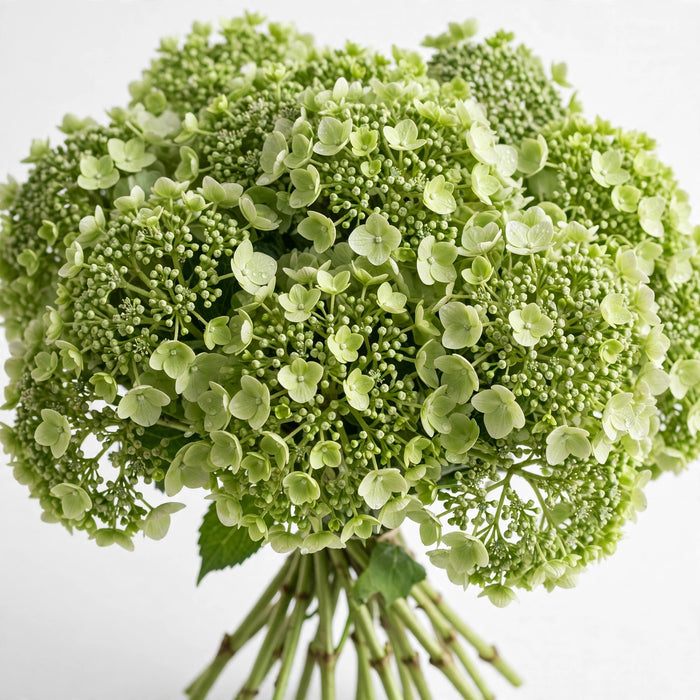 Next Day Delivery - HYDRANGEA MINI GREEN MOJITO 60cm 8cm - Light Green - 60 Stems [LIMITED]
