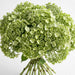 Next Day Delivery - HYDRANGEA MINI GREEN MOJITO 60cm 8cm - Light Green - 60 Stems [LIMITED]