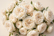 Next Day Delivery - ROSE CANDLELIGHT 50cm 7cm 25st - Cream - 100 Stems [Limited]