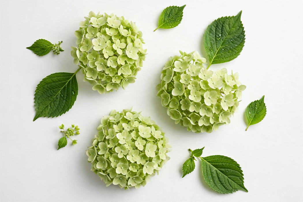 Hydrangea Classic My Matcha 60CM 18CM - Light Green - 20 Stems