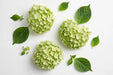 Hydrangea Classic My Matcha 60CM 18CM - Light Green - 20 Stems