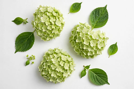 Hydrangea Classic My Matcha 60CM 18CM - Light Green - 20 Stems