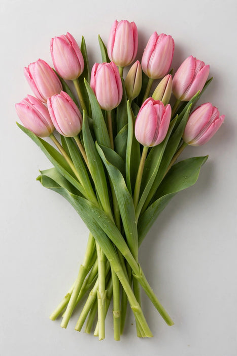 Tulip Collective - Sissi 40cm 40gr (50 STEMS / BX)