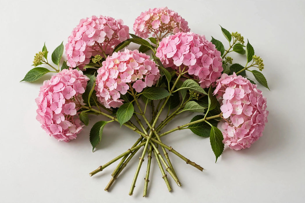 Premier Hydrangea Collection - Hydrangea Pink Select - 40 Stems/Box