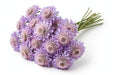 Next Day Delivery - SCAB BON BON SWEETNESS SCOOP 60cm 10st - Lavender - 120 Stems [LIMITED]