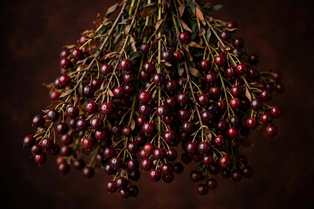 Next Day Delivery - HYPERICUM MAGICAL CHERRY 60cm 10st - Burgundy - 200 Stems [Limited]